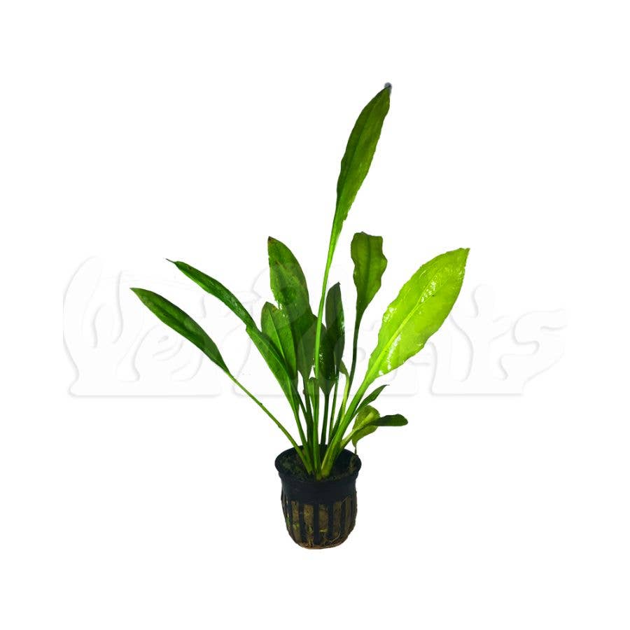 Grower's Choice Assorted Aquatic 2" Potted Plants
