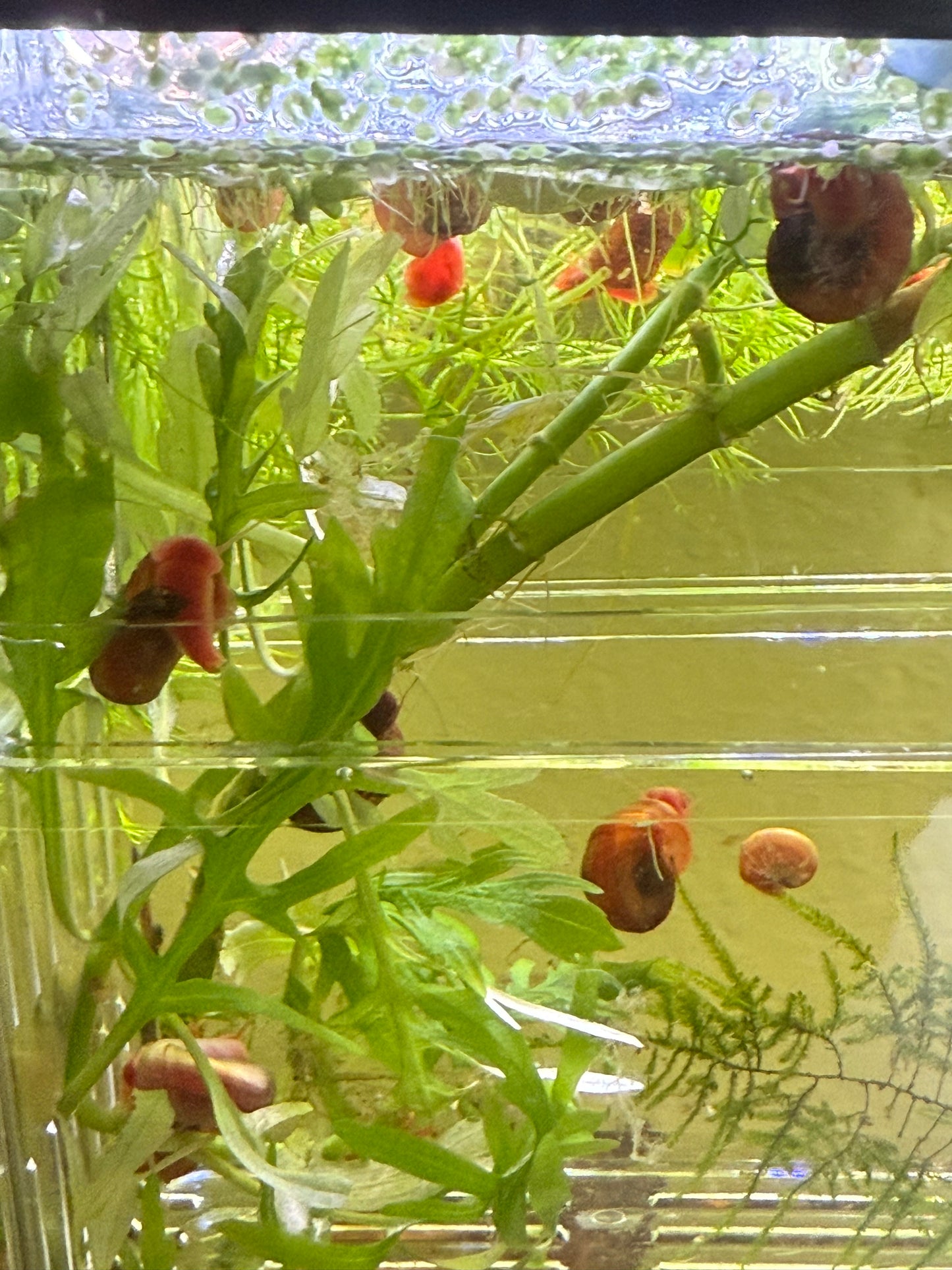 Red Ramshorn Snails