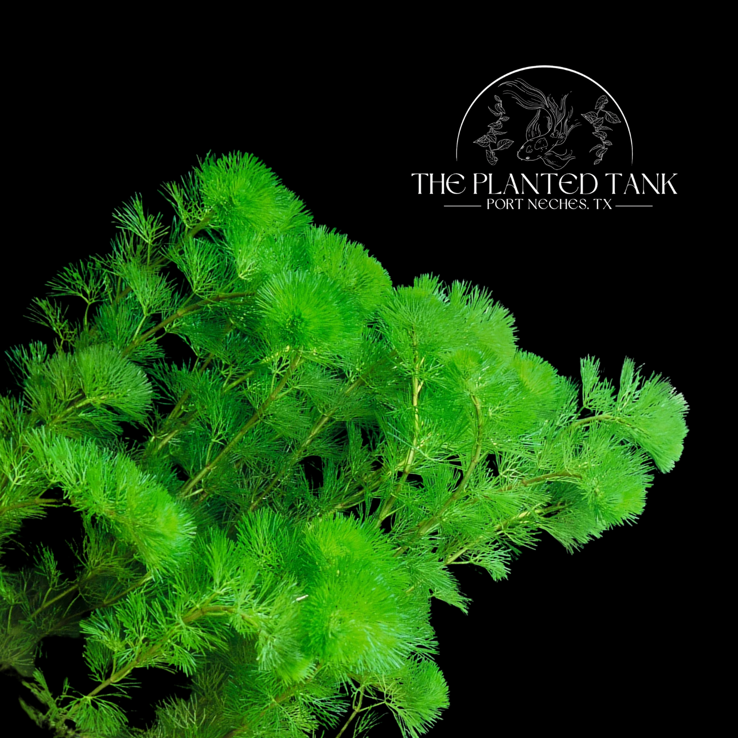 Cabomba Caroliniana - Fresh Cut Bunches