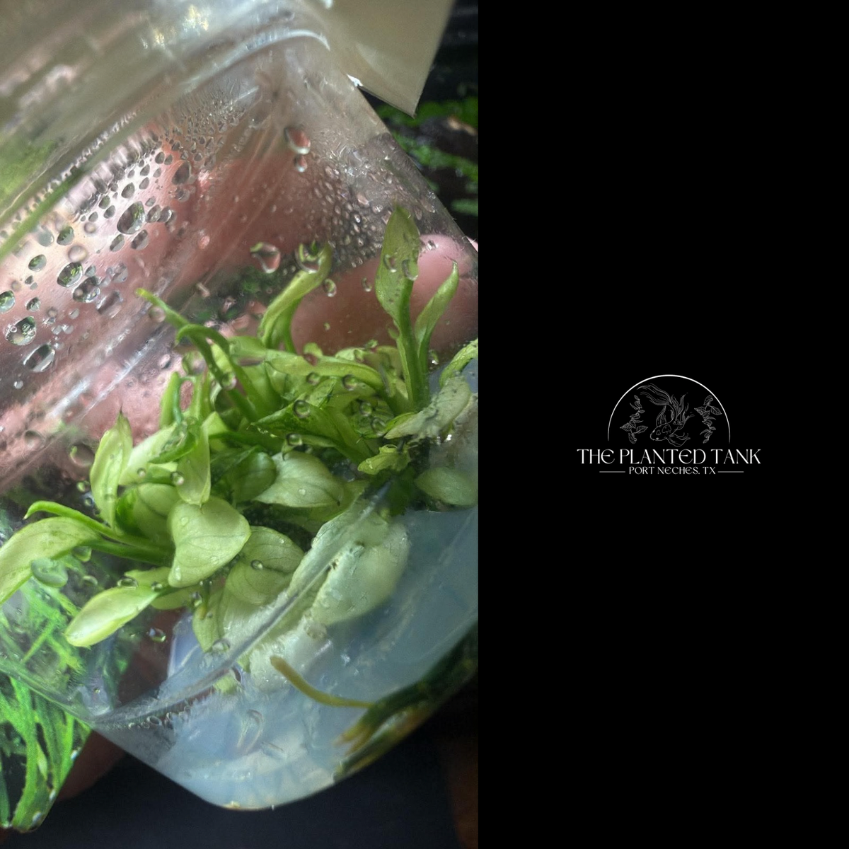Anubias Nana ‘Ice’ Tissue Culture Cup