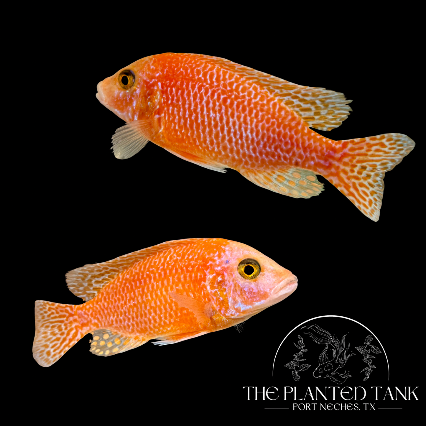 Dragon Blood Peacock Cichlid