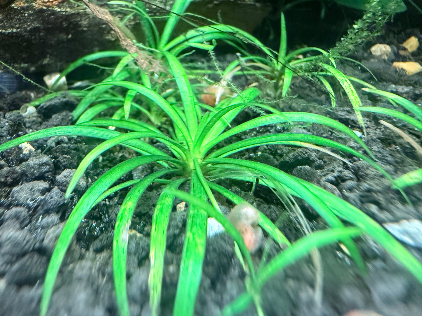Helanthium Tenellum (Dwarf Chain Sword)