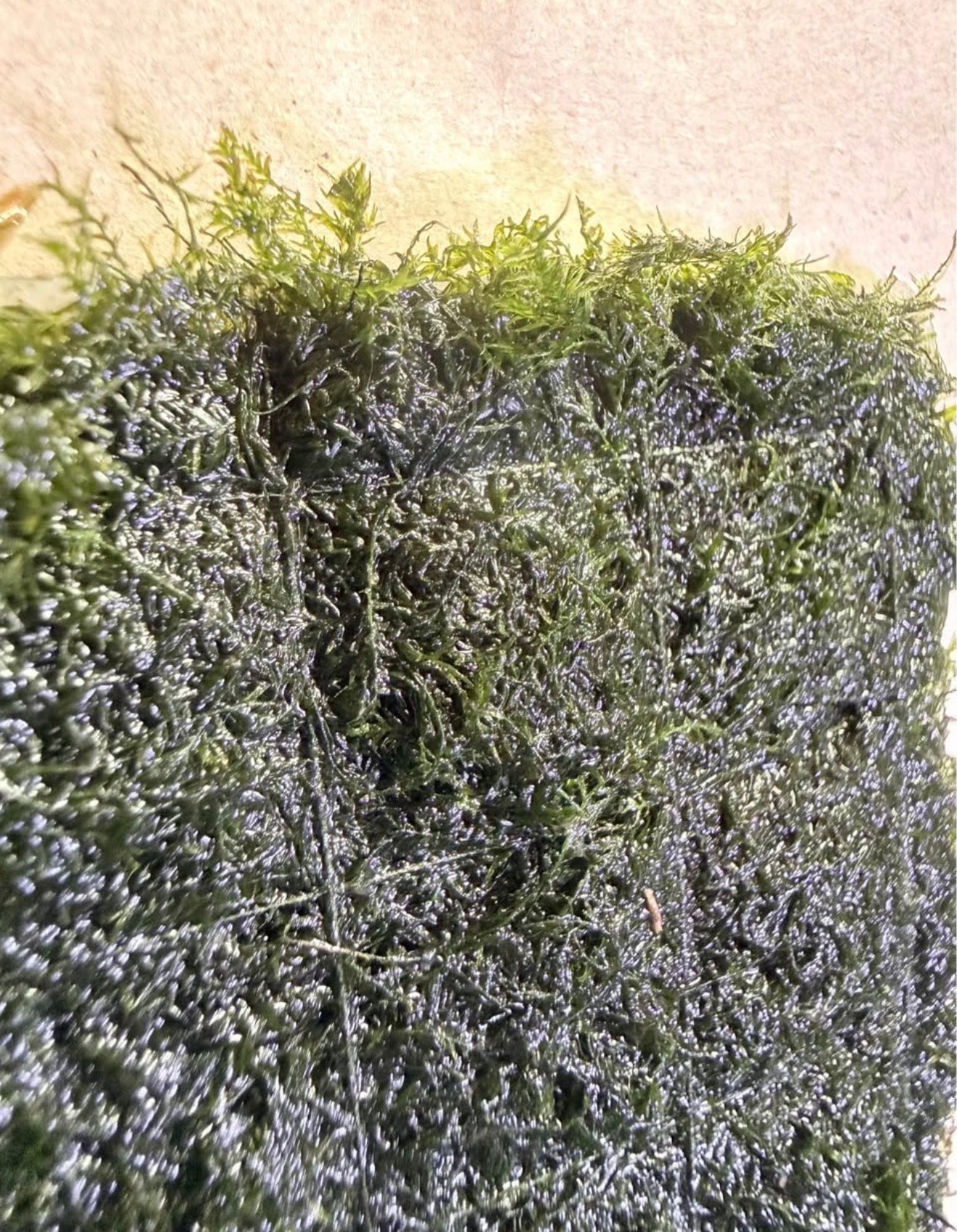 Pheonix Moss ‘Fontanus’