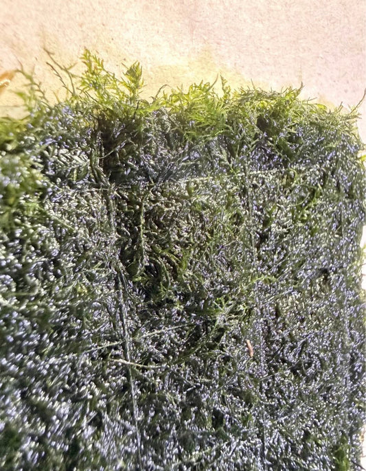 Pheonix Moss ‘Fontanus’