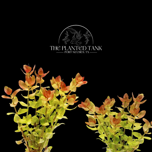 Bacopa Caroliniana ~ “Yellow Flame” Stem Plant