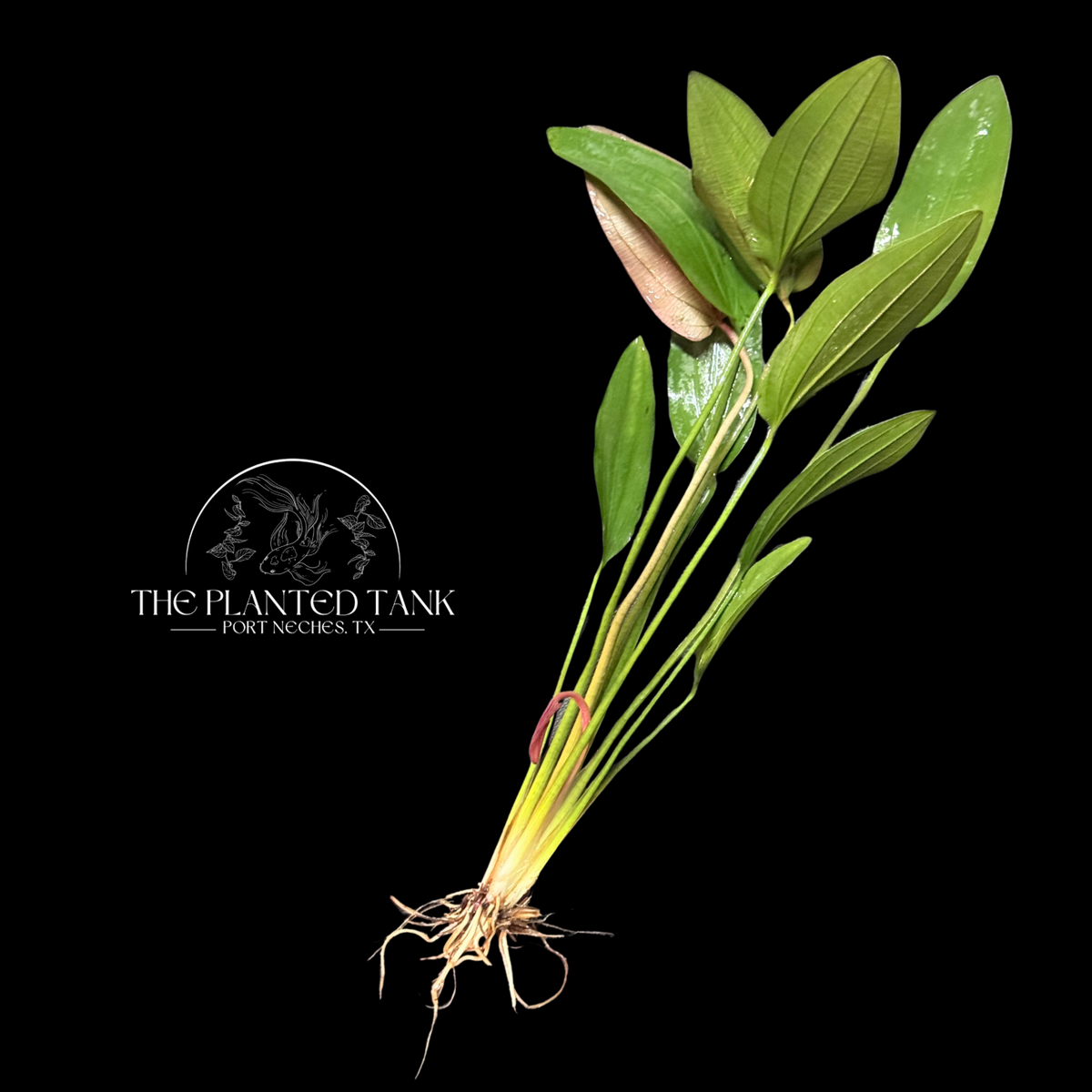 Pink Miracle Sword - Bare Root