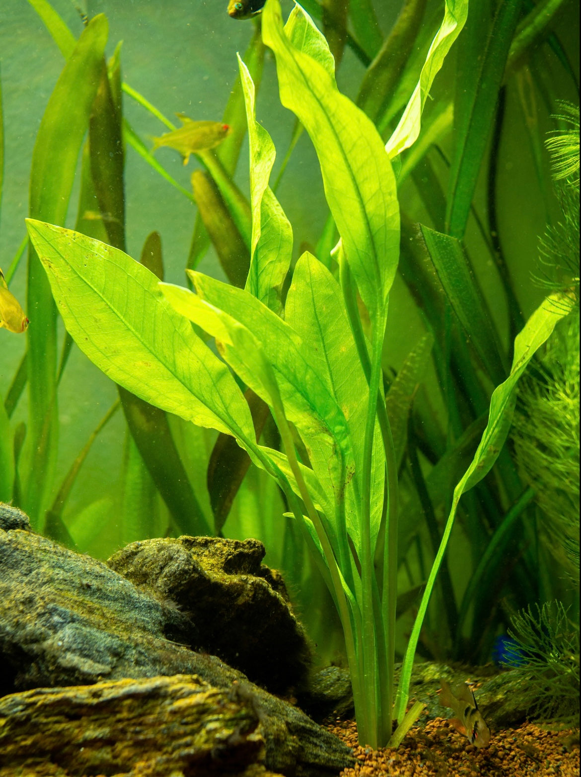 Medium Potted Amazon Sword