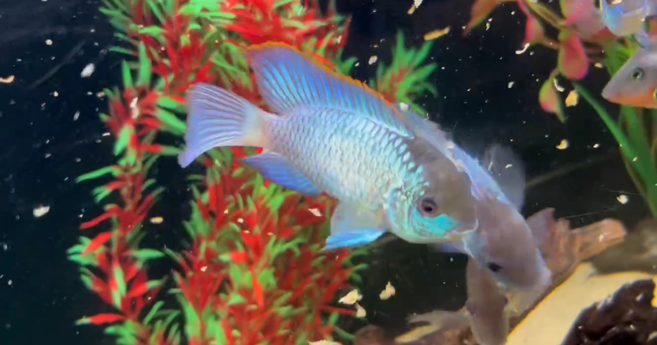 Electric Blue Acara
