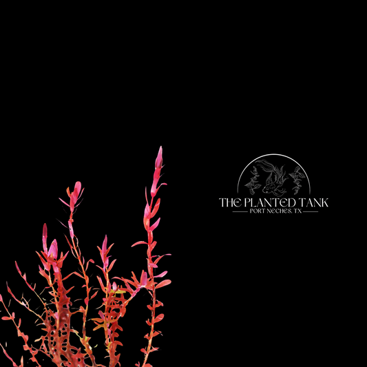 Rotala Rotundifolia Red