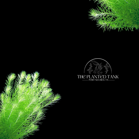 Fresh Cut Mayaca Fluviatilis Bunches