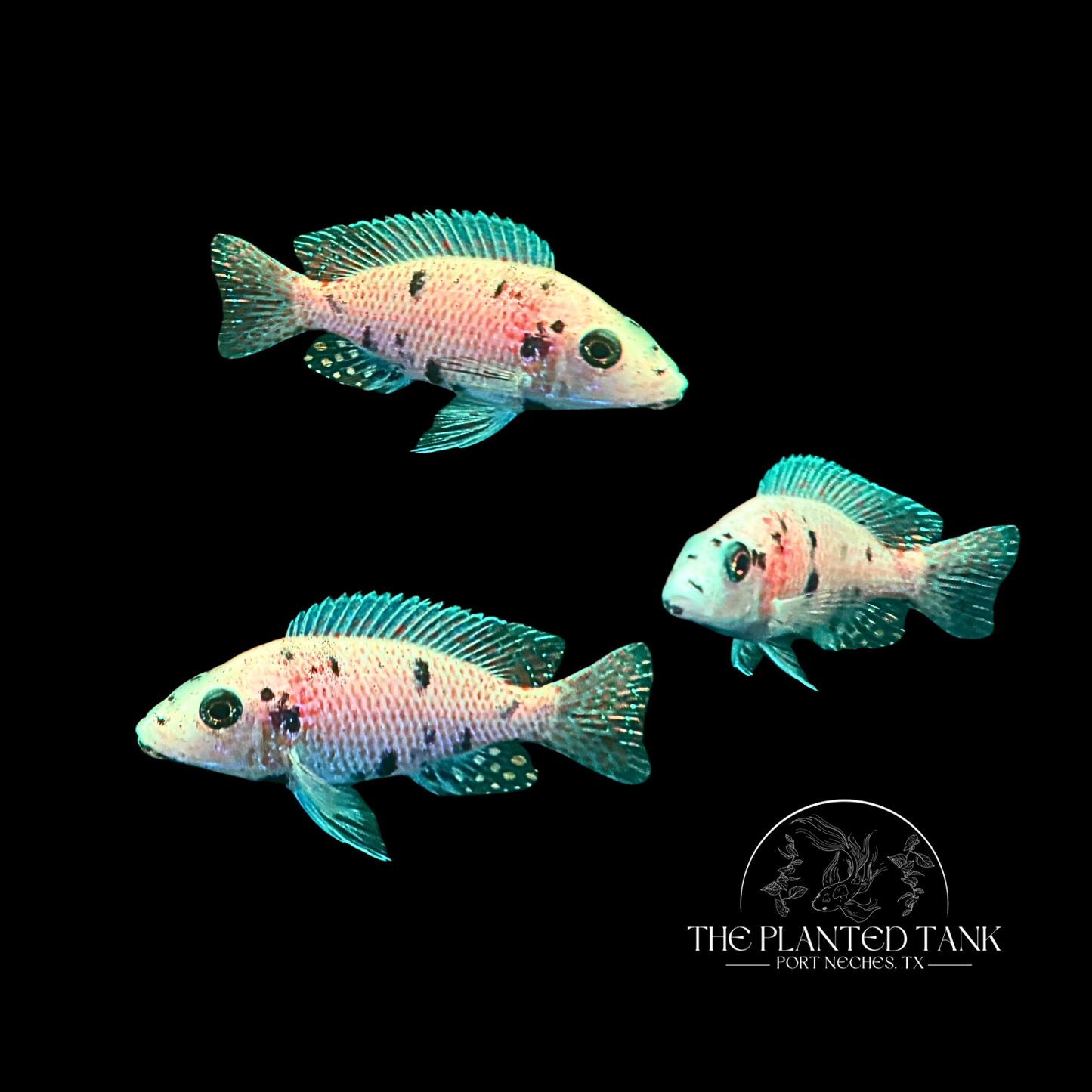 Platinum OB Peacock Cichlid