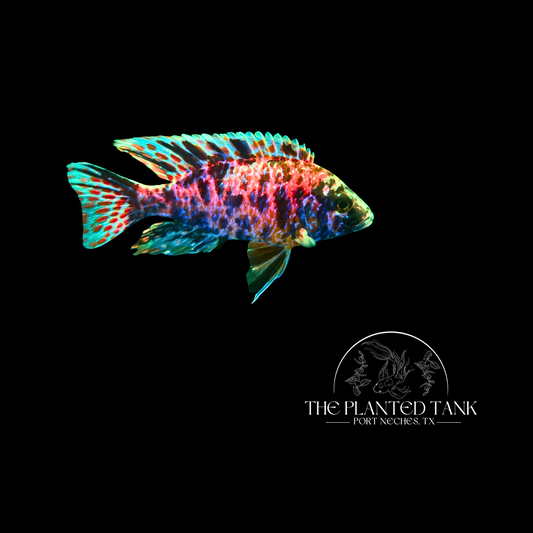 OB Peacock Cichlid