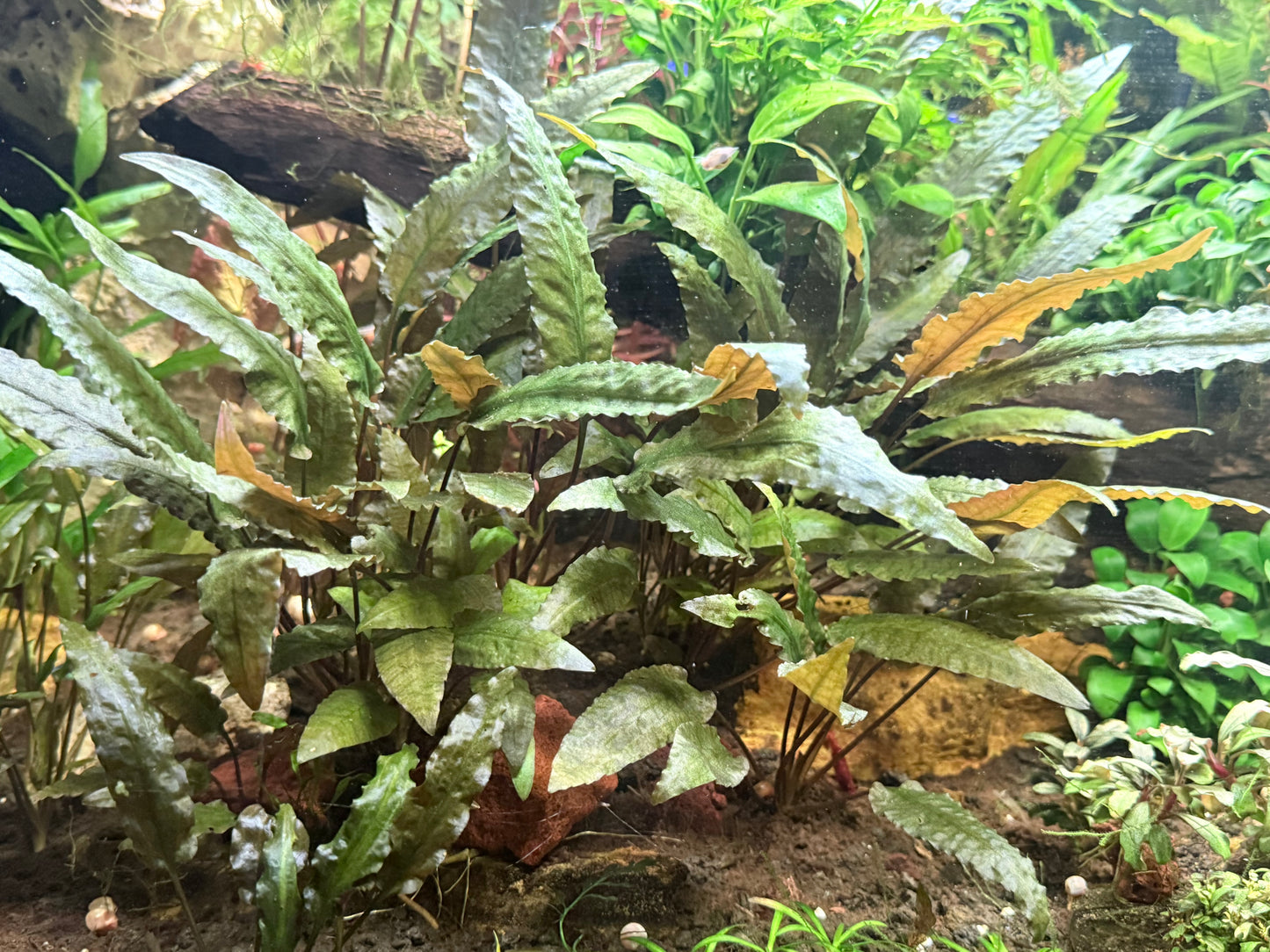 Cryptocoryne Undulata