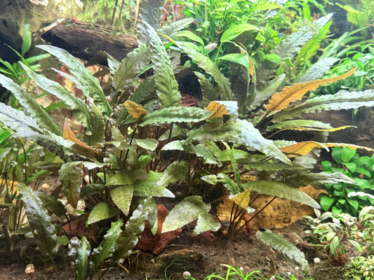 Cryptocoryne Undulata