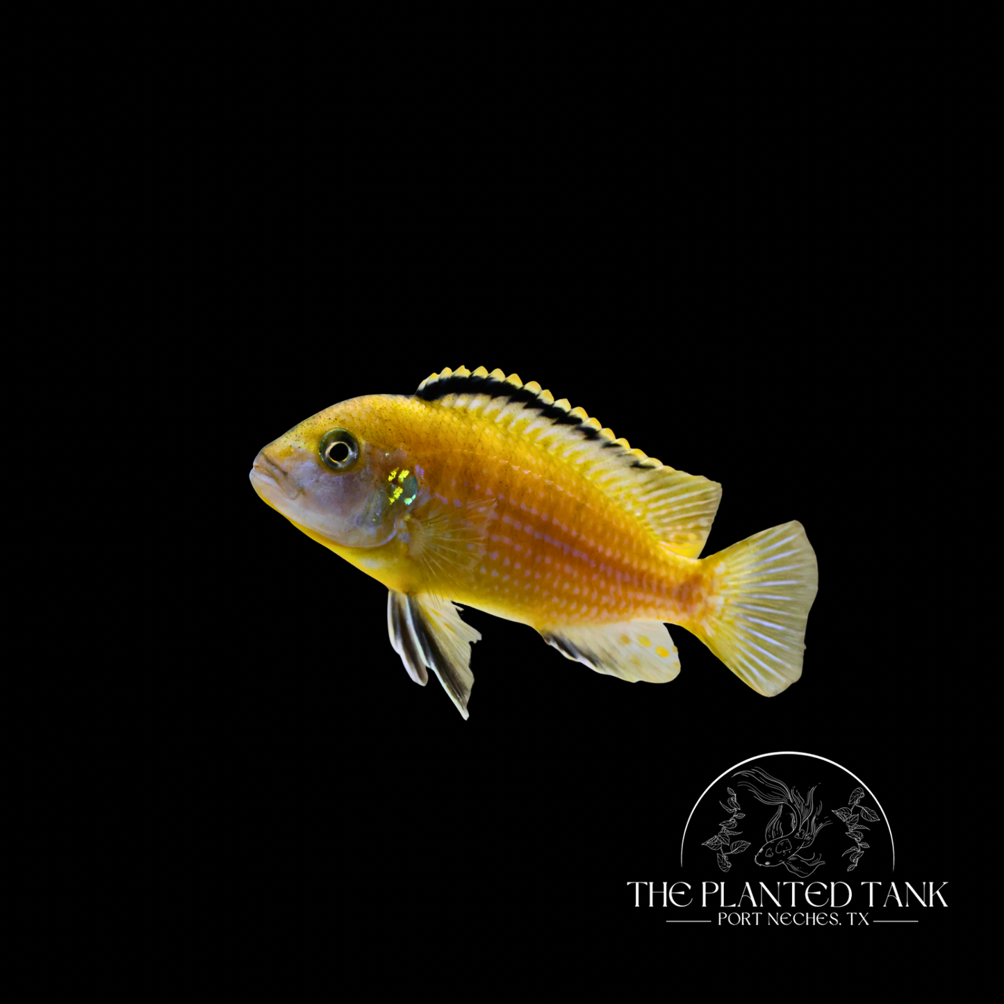 Electric Lemon Yellow Mbuna (Yellow Lab Cichlid)