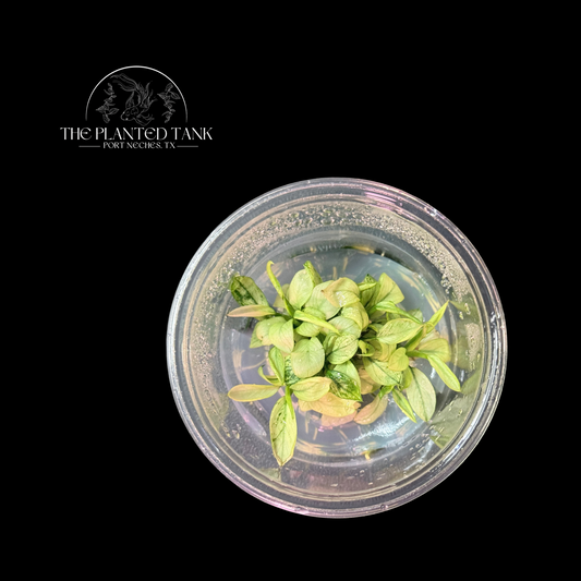 Anubias Nana ‘Ice’ Tissue Culture Cup