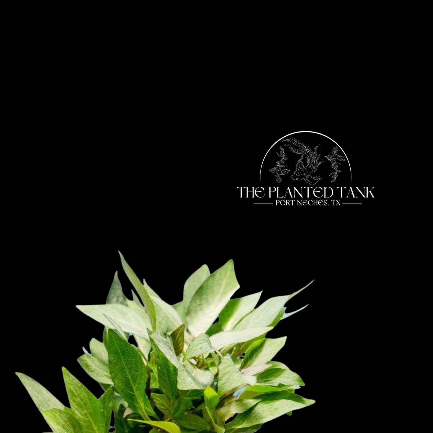 Hygrophila corymbosa ‘Compacta’ ~ Potted