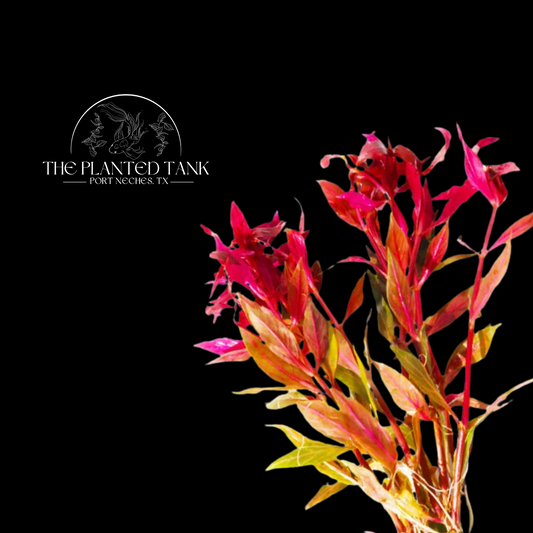 Alternanthera Reineckii ~ Variegated