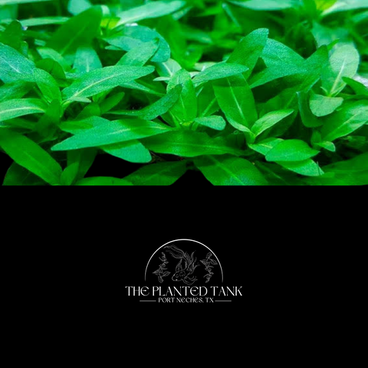 Staurogyne Repens ~ Potted