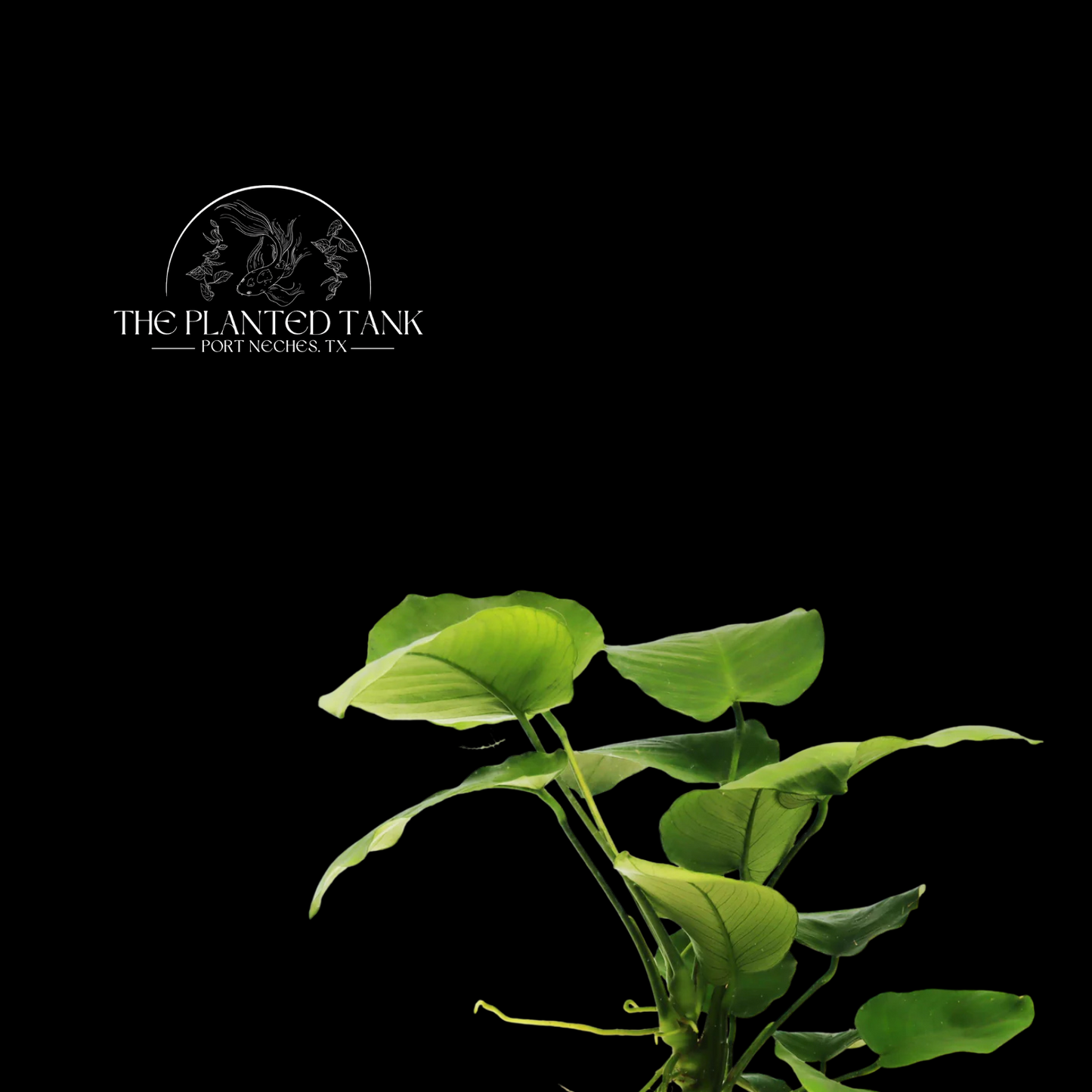 Anubias Barteri ~ Broadleaf ~ Small Potted