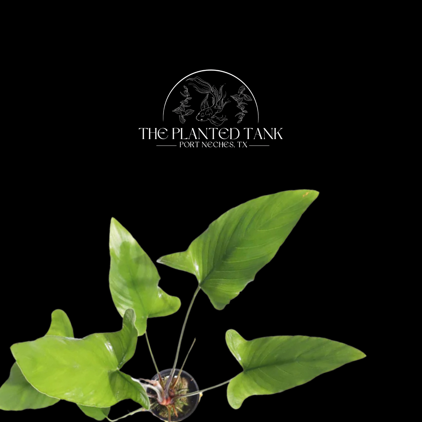 Anubias Gigantea ~ Potted