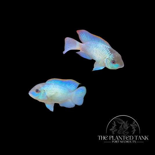 Electric Blue Acara