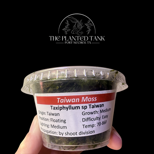 Assorted Aquarium Mosses – 4 oz Portion