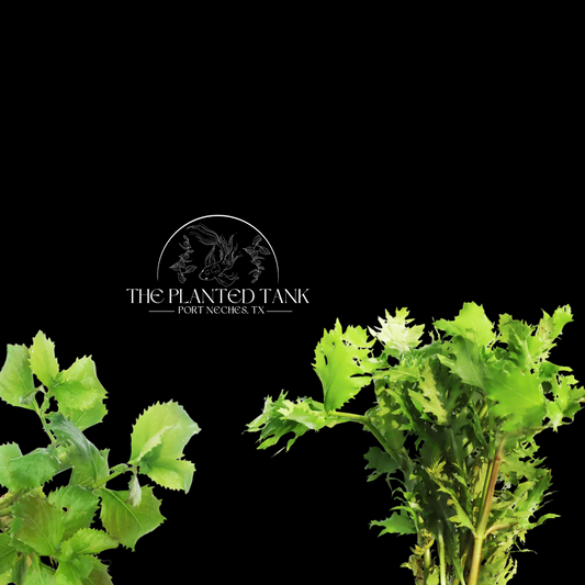 Hygrophila Difformis ~ Water Wisteria