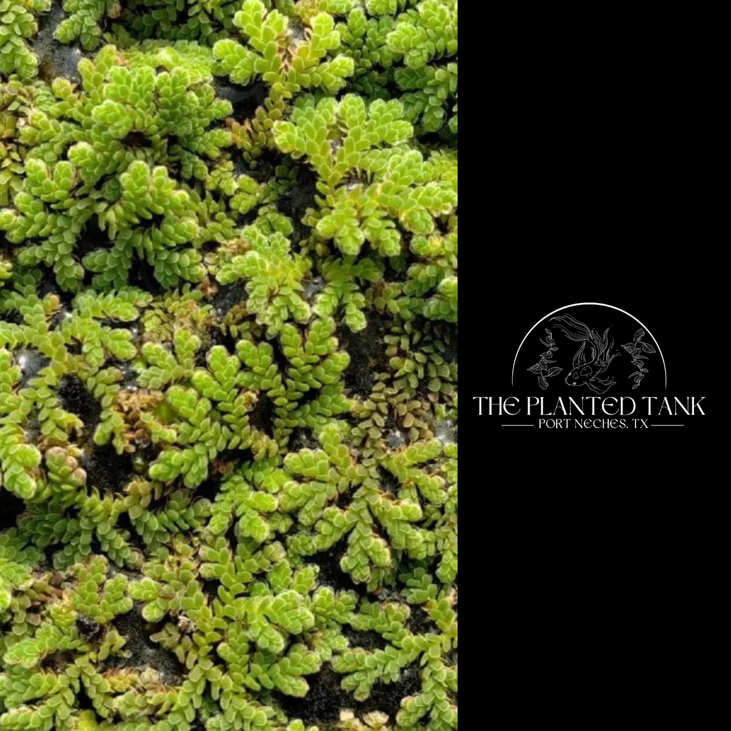 Azolla Caroliniana ‘Fairy Moss’ Portion