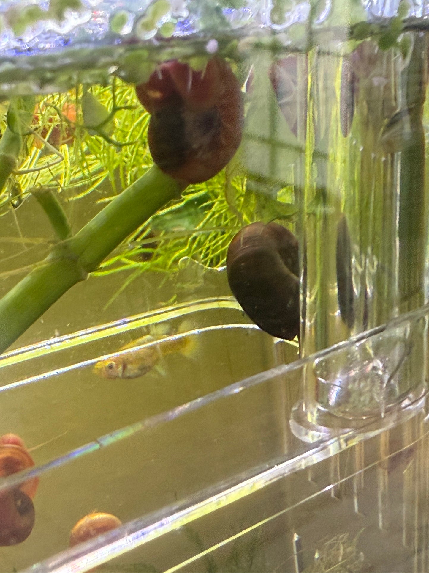 Red Ramshorn Snails