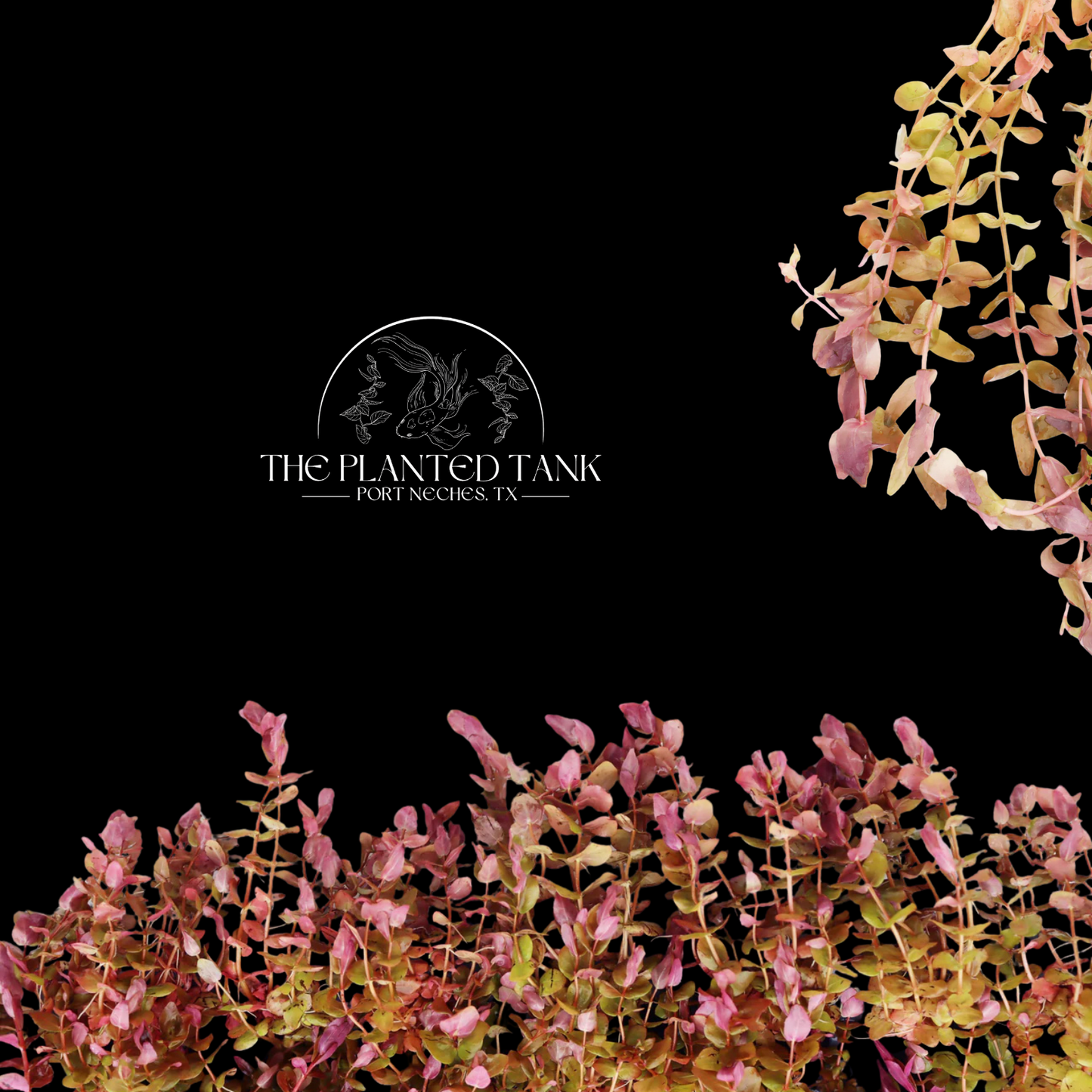 Large High-Tech Aquarium Plant Package – 25 Premium Live Plants
