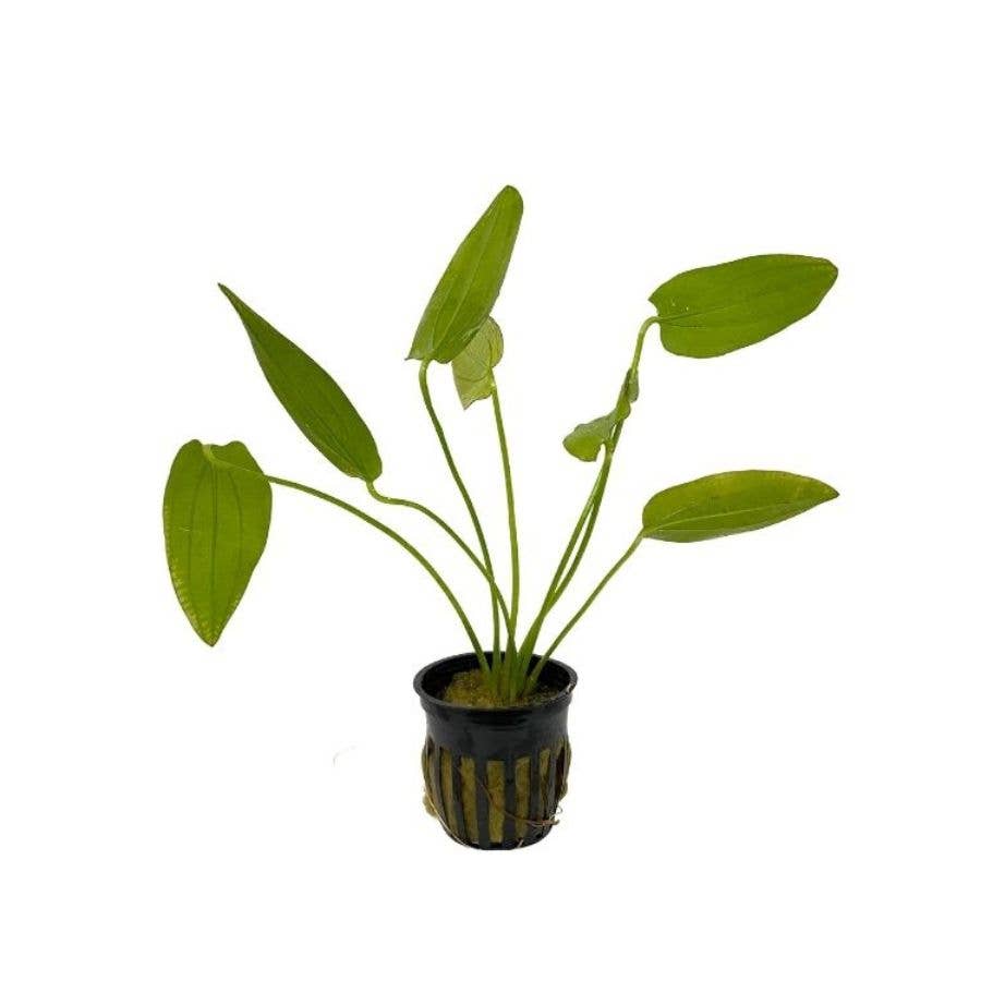 Grower's Choice Assorted Aquatic 2" Potted Plants