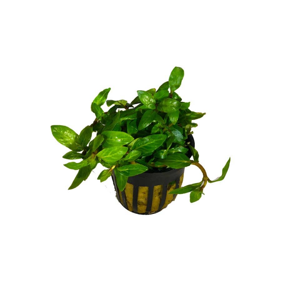 Grower's Choice Assorted Aquatic 2" Potted Plants