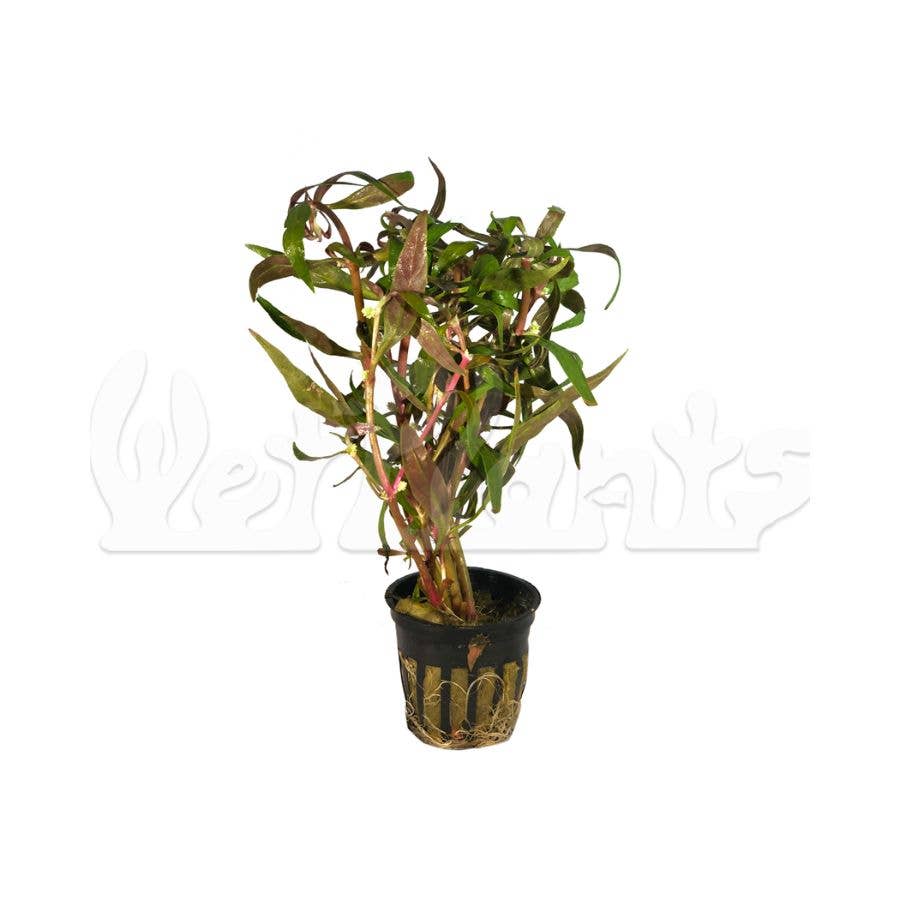 Grower's Choice Assorted Aquatic 2" Potted Plants
