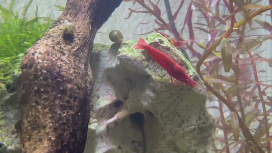 Fire Red Cherry Shrimp - Neocaridina davidi