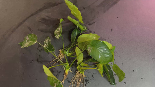 Anubias Barteri ~ Broadleaf ~ XL Bare Root
